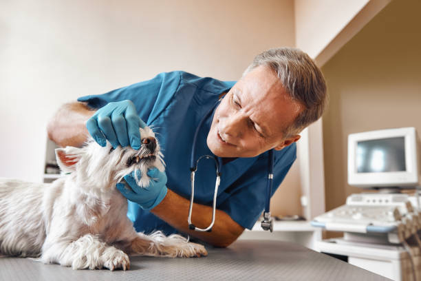 Best Emergency Treatment for Oral Infections in Jarales, NM